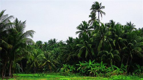男生如愿古风舞蹈（男生古装舞蹈简单）